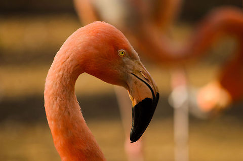 Flamingo closeup  Birds,Geotagged,Greater Flamingo,Papegaaienpark VeldHoven,Parrot Park Veldhoven,Phoenicopterus roseus,The Netherlands