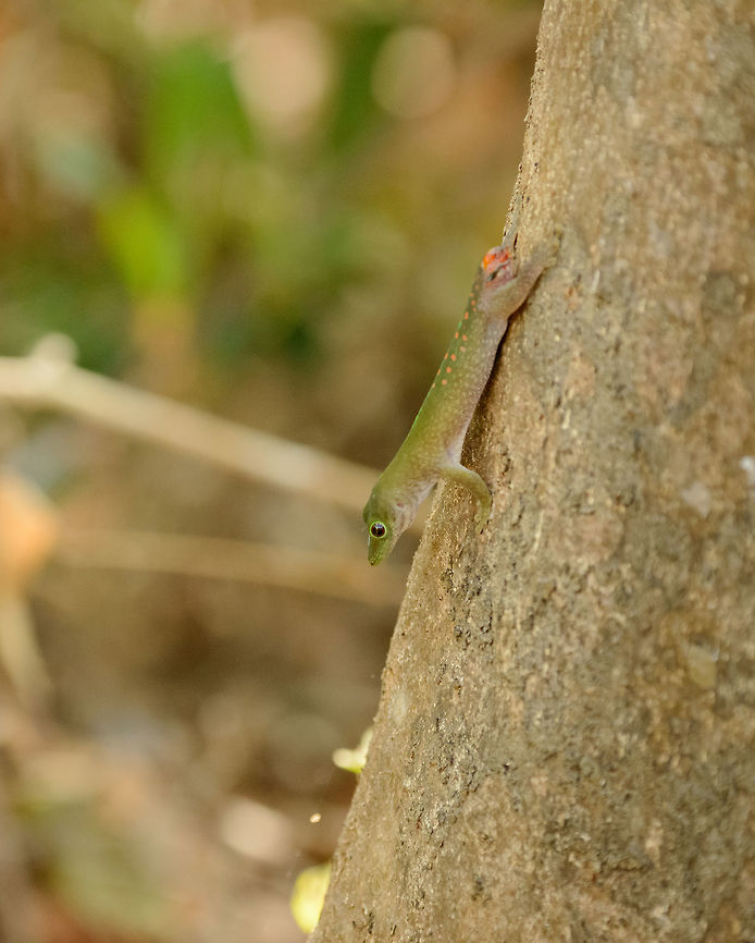 Madagascar day gecko without tail, Ankarafantsika, Madagascar Many species of geckos have the ability to regrow their tail, some even voluntarily drop it and regrow it (autotomy). I&#039;m not sure if that is the case with this species and situation. Africa,Ankarafantsika,Geotagged,Madagascar,Madagascar North,Madagascar day gecko,Phelsuma madagascariensis madagascariensis,Spring,World