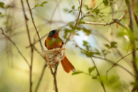 Malagasy Paradise flycatcher (female) nesting - II, Ankarafantsika, Madagascar Same situation, but a different specimen as my other post one day earlier:
https://www.jungledragon.com/image/39661/malagasy_paradise_flycatcher_female_ankarafantsika_madagascar.html Africa,Ankarafantsika,Geotagged,Madagascar,Madagascar North,Malagasy paradise flycatcher,Spring,Terpsiphone mutata,World