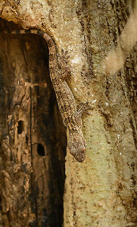 Antongil Velvet Gecko - III, Ankarafantsika, Madagascar Having seen a few of these over our days in Ankarafantsika, it is quite clear that they prefer barks of trees to hide between. Africa,Ankarafantsika,Antongil Velvet Gecko,Blaesodactylus antongilensis,Geotagged,Madagascar,Madagascar North,Spring,World