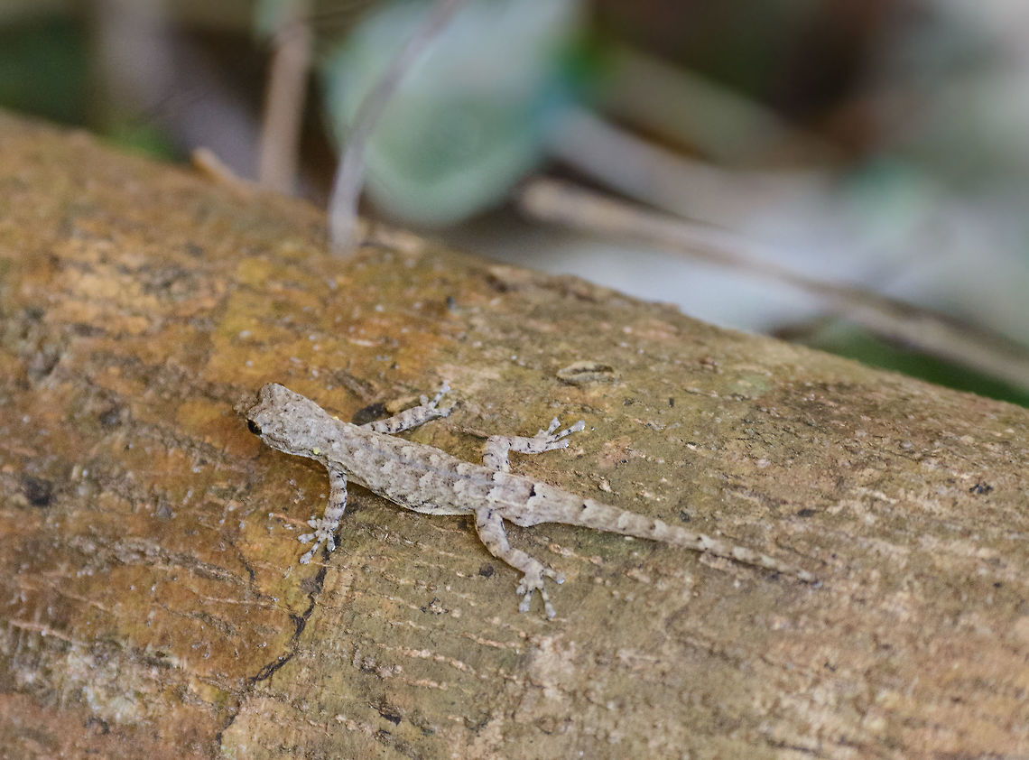 Mystery dwarf gecko, Ankarafantsika, Madagascar Note that this photo is rotated, in reality this lizard was facing down. It was extremely nervous, all I got was a quick shot from a distance, then it was gone. <br />
<br />
The thing is, I have no idea what it is. Our guide mentioned it being the world's smallest gecko. That likely makes this a dwarf gecko:<br />
<a href="https://en.wikipedia.org/wiki/Lygodactylus" rel="nofollow">https://en.wikipedia.org/wiki/Lygodactylus</a> Africa,Ankarafantsika,Geotagged,Grandidier's Dwarf Gecko,Lygodactylus tolampyae,Madagascar,Madagascar North,Spring,World