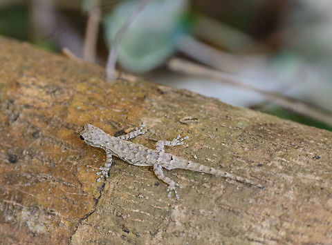 Grandidier's Dwarf Gecko