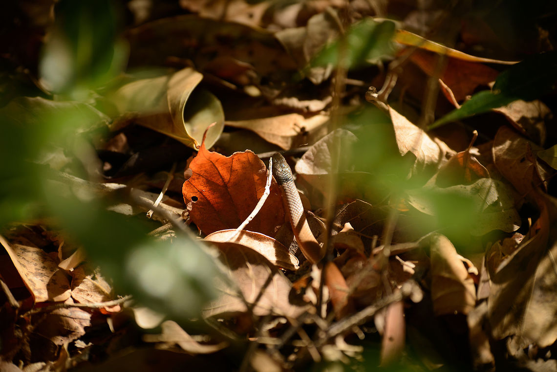 White-lipped Smooth Snake, Ankarafantsika, Madagascar Admittedly not the best angle, but it was quick to escape from us. I just love dry forests. Not only do they give good visibility, they also give away the location of escaping wildlife that would otherwise remain unnoticed.<br />
<br />
I identified this snake using John Sullivan's excellent "Wild herps" website:<br />
<a href="http://www.wildherps.com/species/L.torquatum.html#4/28/2007" rel="nofollow">http://www.wildherps.com/species/L.torquatum.html#4/28/2007</a> Africa,Ankarafantsika,Geotagged,Liophidium torquatum,Madagascar,Madagascar North,Spring,White-lipped Smooth Snake,World