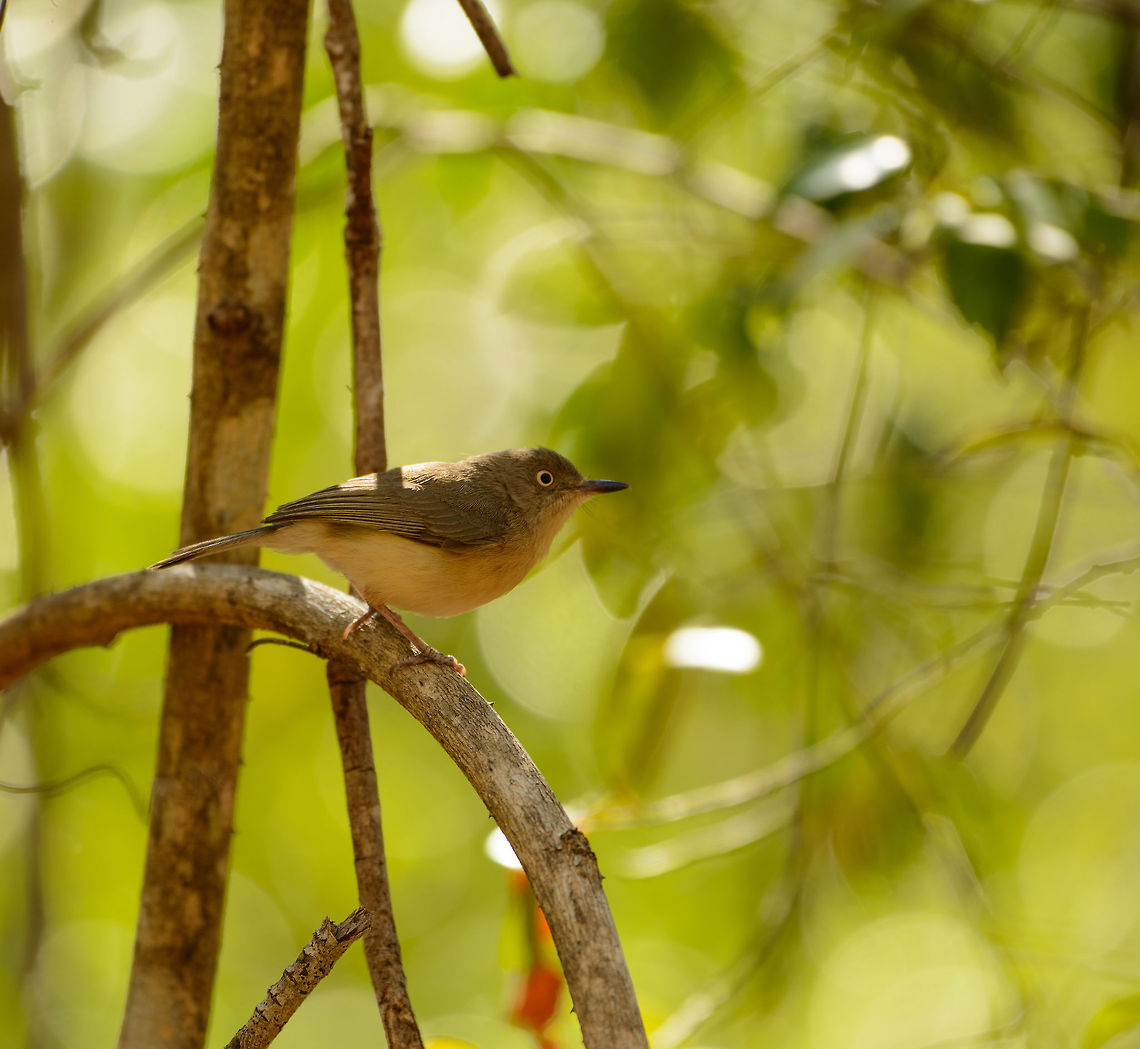 Common Newtonia, Ankarafantsika, Madagascar Birds in Madagascar's vanga family continue to amaze me, in the sense that they seem to have absolutely nothing in common except their name:<br />
<a href="https://www.jungledragon.com/wildlife/browse/animalia/chordata/aves/passeriformes/vangidae" rel="nofollow">https://www.jungledragon.com/wildlife/browse/animalia/chordata/aves/passeriformes/vangidae</a> Africa,Ankarafantsika,Common newtonia,Geotagged,Madagascar,Madagascar North,Newtonia brunneicauda,Spring,World