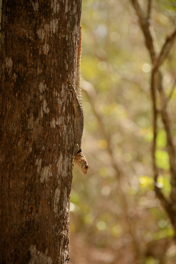 Full body view of Madagascar Spiny-tailed Lizard, Ankarafantsika, Madagascar Found on a tree, facing down, in the dry forest of Ankarafantsika NP. Africa,Ankarafantsika,Collared iguanid lizard,Geotagged,Madagascar,Madagascar North,Oplurus cuvieri,Spring,World