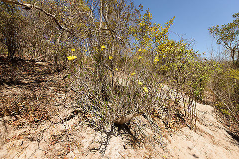 Pachypodium rosulatum growing on sand, Ankarafantsika, Madagascar It took a lot of effort to reach this plant (high climb whilst cutting through weeds as nobody had visited this part for years), so now I'm inclined to tell something about it. This is a variation of the well-known Elephant's foot plant that grows on sand, instead of rocky areas. These super specialists tend to have a lot of variations based on micro conditions. Taken from the genus page:

"One can speculate that in regions such as Madagascar, there might still be unidentified species that are confined to a single rocky outcrop or an inselberg." Africa,Ankarafantsika,Elephant's Foot Plant,Geotagged,Madagascar,Madagascar North,Pachypodium rosulatum,Spring,World