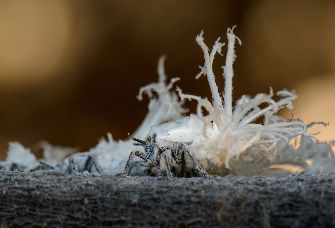 Flower bug closeup in Ankarafantsika, Madagascar  Africa,Ankarafantsika,Flatida coccinea,Flower bug,Geotagged,Madagascan Flatid Leaf-Bug,Madagascar,Madagascar North,Phromnia rosea,Spring,World
