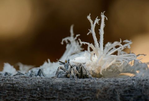 Flower bug closeup in Ankarafantsika, Madagascar  Africa,Ankarafantsika,Flatida coccinea,Flower bug,Geotagged,Madagascan Flatid Leaf-Bug,Madagascar,Madagascar North,Phromnia rosea,Spring,World
