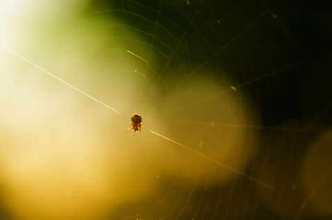 Baby European Garden Spider Today in the garden I found several incredibly tiny spiders, about 2mm in length of a yellow color. It turns out these are baby Cross Orbweavers. They are common spiders but its remarkable how their eggs survived the winter. Araneus diadematus,Insects,Macro,Spider