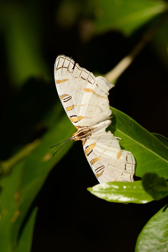 White butterfly with golden highlights, Ankarafantsika, Madagascar Found at the edge of a lake in Ankarafantsika. It appears badly damaged. Upon a closer look, I think in particular the golden strikes in the wing are beautiful. Africa,Ankarafantsika,Cyrestis camillus elegans,Cyrestis elegans,Geotagged,Madagascar,Madagascar North,Spring,World