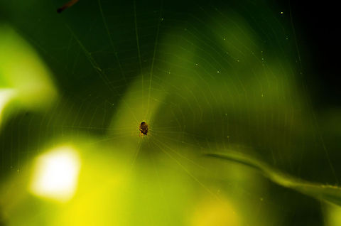 Baby European Garden Spider, a tireless worker Only 2mm in length, this baby spider recreates its relatively large web *every single day*, as such it spends most of its life weaving webs.  Araneus diadematus,Insects,Macro,Spiders