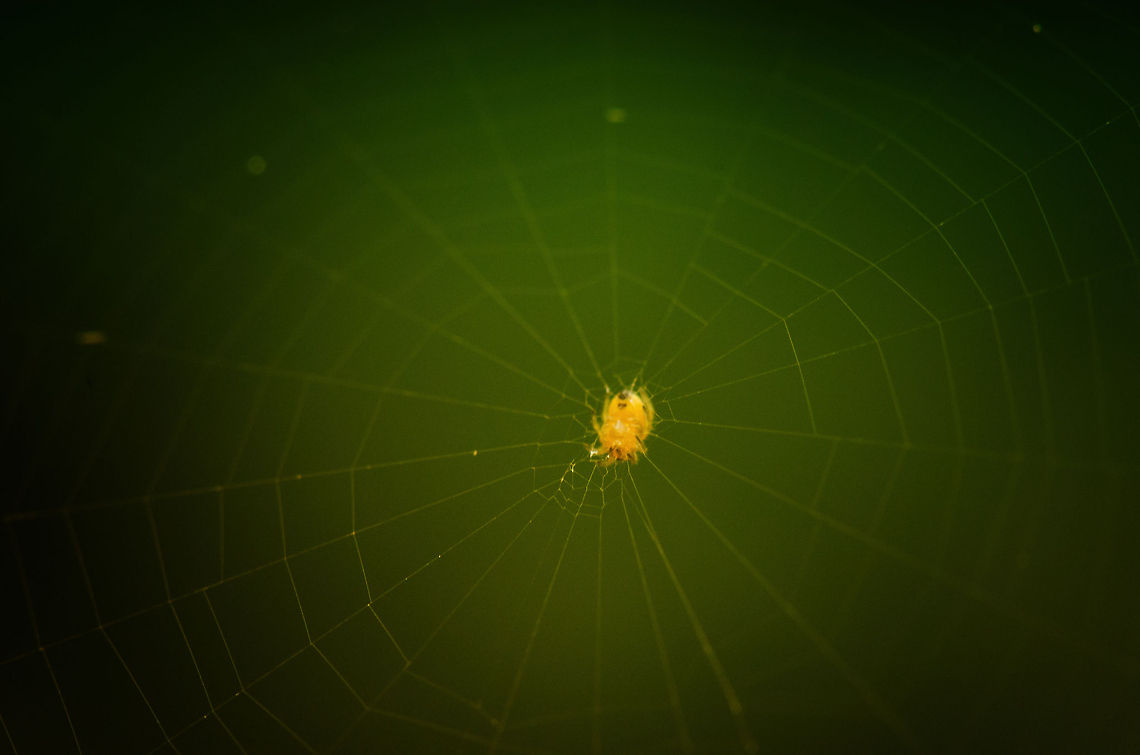 Baby European Garden spider, the wait This baby spider is barely visible by itself, let alone its web. In this shot I upped the contrast to make both more visible. Note that the spider cannot afford to wait much once its web is done, as it needs to create a new web every day. Araneus diadematus,Insects,Macro,Spiders