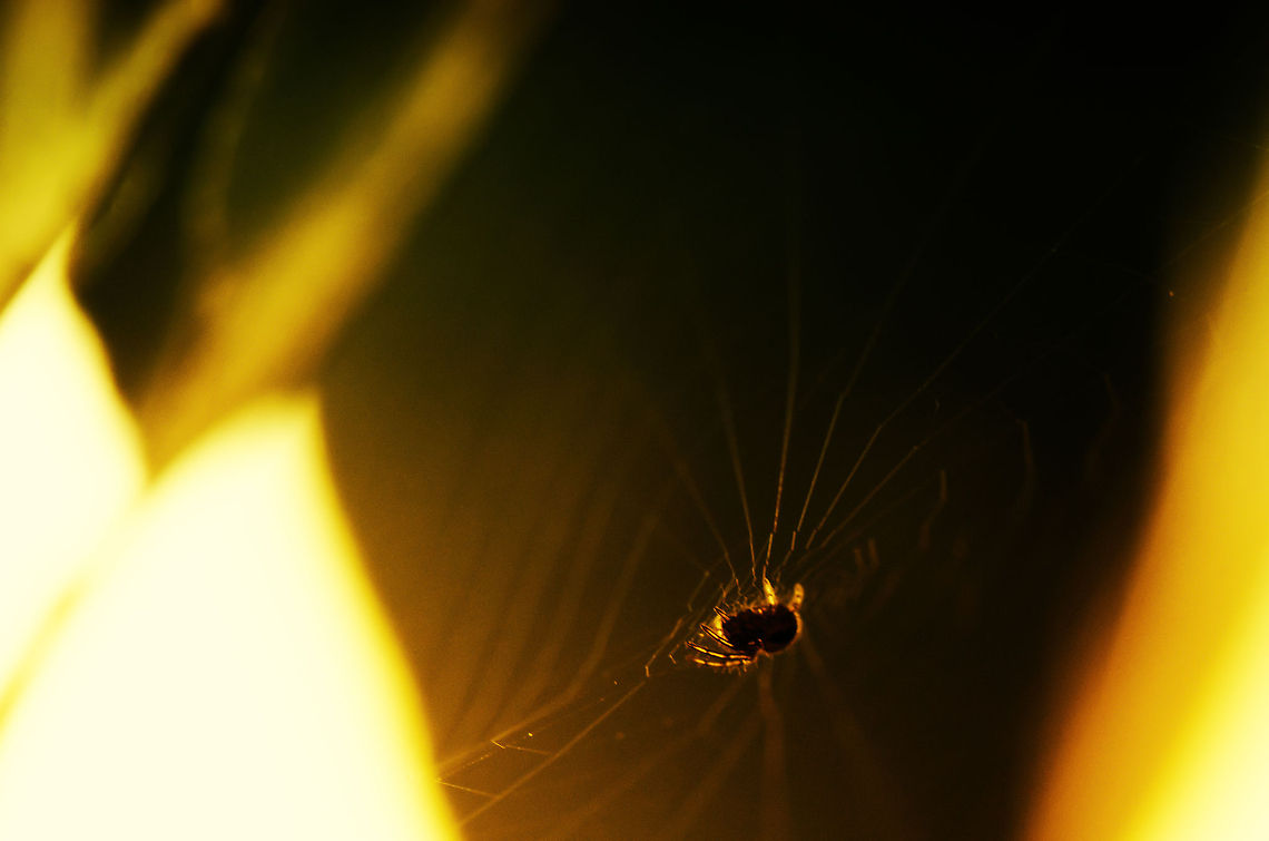 Baby European Garden Spider This spider is extremely young based on its color and size, likely about 10 days old. It will lead a short tough life of weaving webs all day every day. The highlight of its life, reproduction, will likely also be its death as the much larger female may eat it after doing his thankless job. Araneus diadematus,Insects,Macro,Spider
