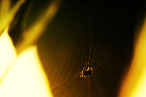 Baby European Garden Spider This spider is extremely young based on its color and size, likely about 10 days old. It will lead a short tough life of weaving webs all day every day. The highlight of its life, reproduction, will likely also be its death as the much larger female may eat it after doing his thankless job. Araneus diadematus,Insects,Macro,Spider