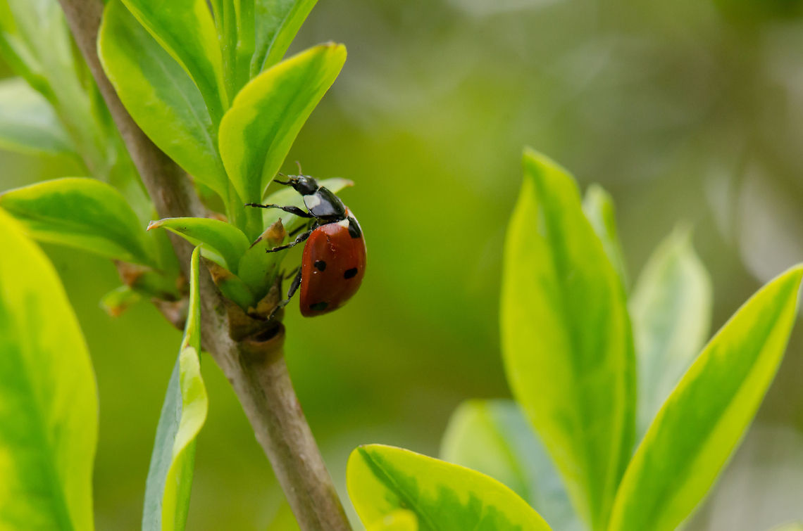 The real head of the Ladybug This photo reminds me that the real head of a Ladybug is not what you think it is, kind of like a turtle. 7-spot Ladybird,Coccinella septempunctata,Insects,Ladybird,Ladybug,macro