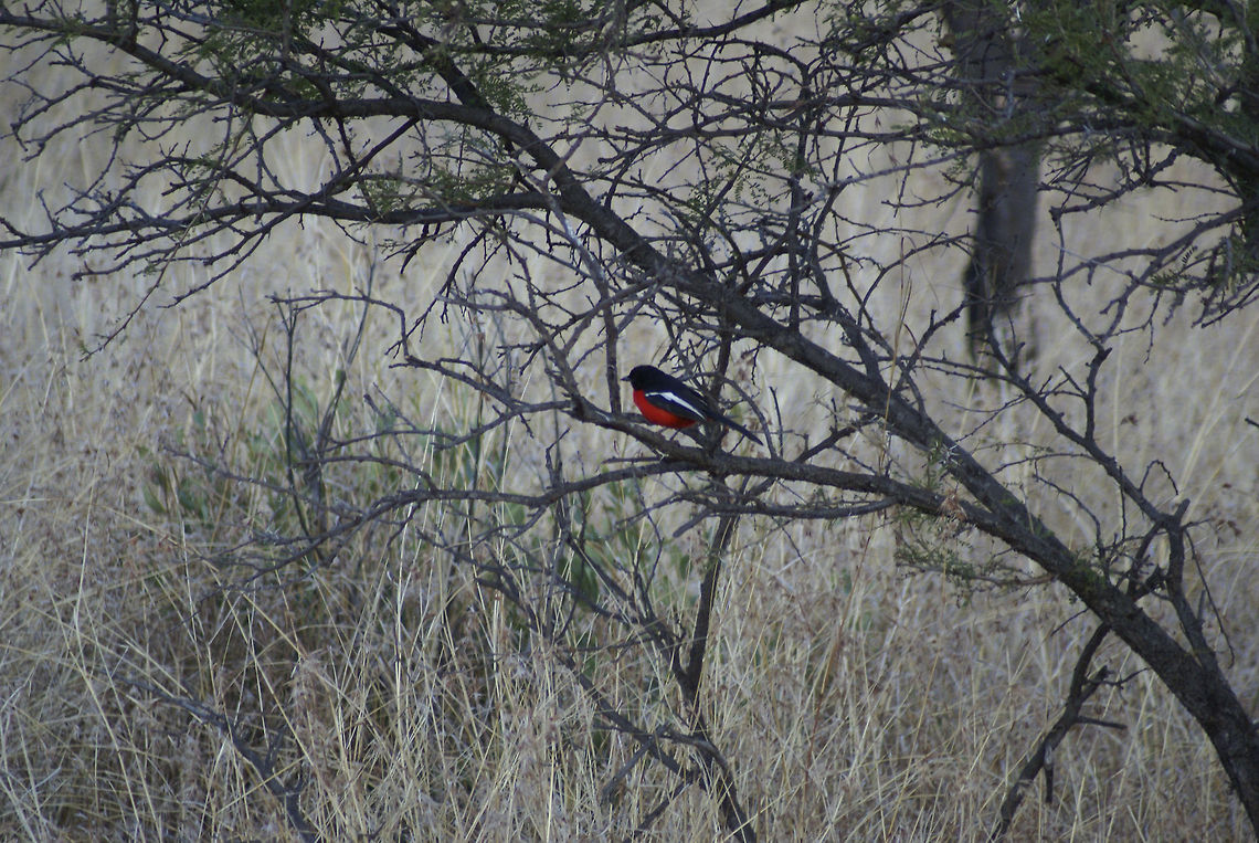 Red Chested Sun Bird The bright red chest feathers of this sun bird make for a remarkable appearance in this dull winter landscape of Pretoria, South Africa. Birds,Crimson-breasted shrike,Laniarius atrococcineus,Red-chested Sunbird,South Africa,SunBirds
