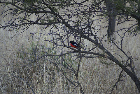 Red Chested Sun Bird The bright red chest feathers of this sun bird make for a remarkable appearance in this dull winter landscape of Pretoria, South Africa. Birds,Crimson-breasted shrike,Laniarius atrococcineus,Red-chested Sunbird,South Africa,SunBirds
