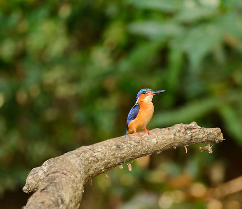 Malagasy Kingfisher posing, Ankarafantsika, Madagascar Taken from a boat. Africa,Alcedo vintsioides,Ankarafantsika,Corythornis vintsioides,Geotagged,Madagascar,Madagascar North,Malagasy Kingfisher,Malagasy kingfisher,Spring,World