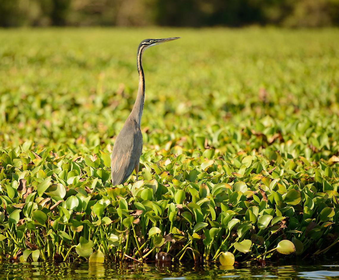 Purple Heron in Ankarafantsika, Madagascar Taken from a boat. Africa,Ankarafantsika,Ardea purpurea,Geotagged,Madagascar,Madagascar North,Purple Heron,Spring,World