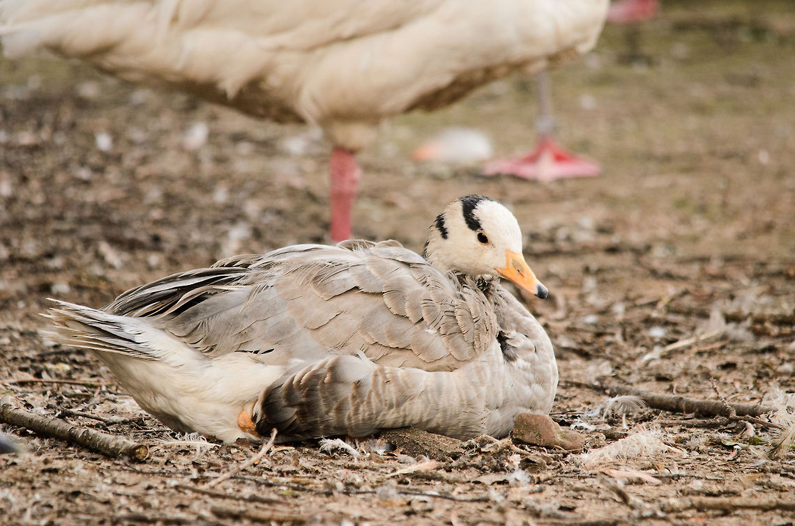 Bar-headed Goose I&#039;ve searched long and hard but I cannot find a specie to match this duck captured at the Parrot Park Veldhoven, the Netherlands. Anser indicus,Bar-headed Goose,Geotagged,Papegaaienpark VeldHoven,Parrot Park Veldhoven,The Netherlands