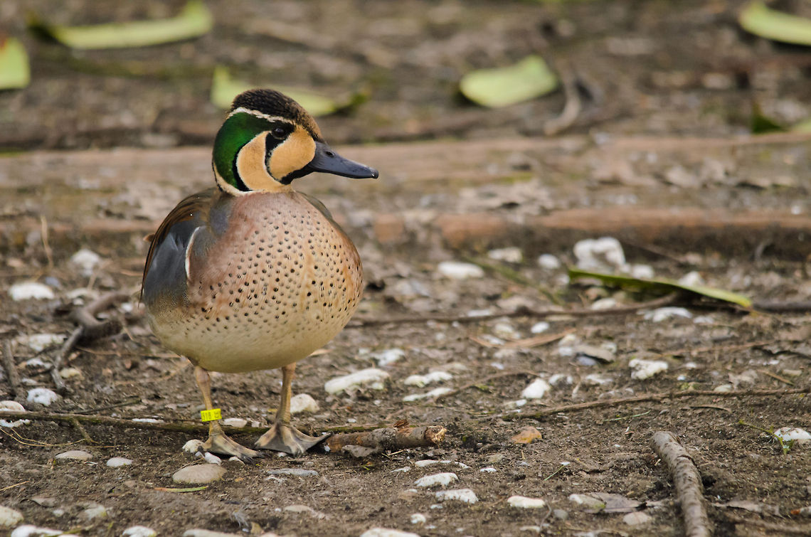 Baikal Teal It took me a long while to identify it, but here&#039;s the Baikal Teal duck, with its beautiful facial patterns. Anas formosa,Baikal Teal,Birds,Geotagged,Papegaaienpark VeldHoven,Parrot Park Veldhoven,The Netherlands