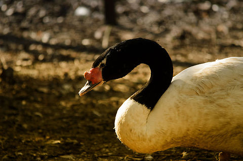 Black-necked Swan  Black-necked Swan,Cygnus melancoryphus,Geotagged,Papegaaienpark VeldHoven,Parrot Park Veldhoven,The Netherlands,birds