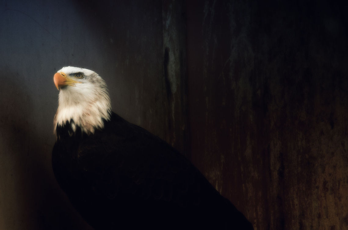 Bald Eagle's pride No matter the habitat, even in a dull metal container, the Bald Eagle shines with pride. Bald Eagle,Bird of prey,Geotagged,Haliaeetus leucocephalus,Papegaaienpark VeldHoven,Parrot Park Veldhoven,The Netherlands,birds