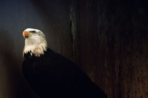 Bald Eagle's pride No matter the habitat, even in a dull metal container, the Bald Eagle shines with pride. Bald Eagle,Bird of prey,Geotagged,Haliaeetus leucocephalus,Papegaaienpark VeldHoven,Parrot Park Veldhoven,The Netherlands,birds