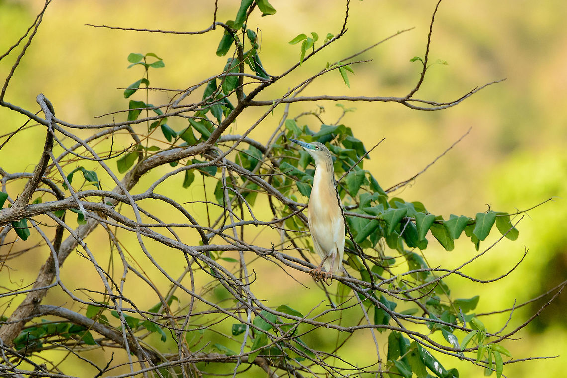Malagasy Pond Heron, Ankarafantsika, Madagascar  Africa,Ankarafantsika,Ardeola idae,Geotagged,Madagascar,Madagascar North,Malagasy pond heron,Spring,World