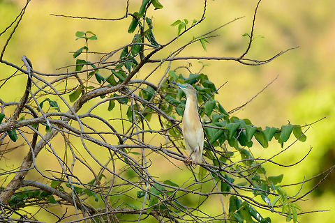 Malagasy Pond Heron, Ankarafantsika, Madagascar Africa,Ankarafantsika,Ardeola idae,Geotagged,Madagascar,Madagascar North,Malagasy pond heron,Spring,World
