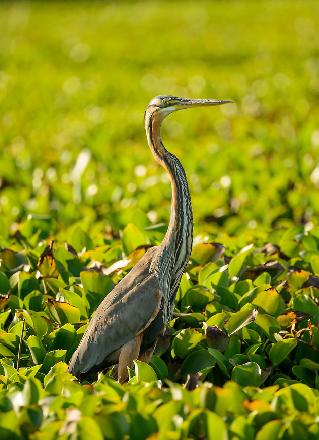 Closeup of Purple Heron in Ankarafantsika, Madagascar  Africa,Ankarafantsika,Ardea purpurea,Geotagged,Madagascar,Madagascar North,Purple Heron,Spring,World