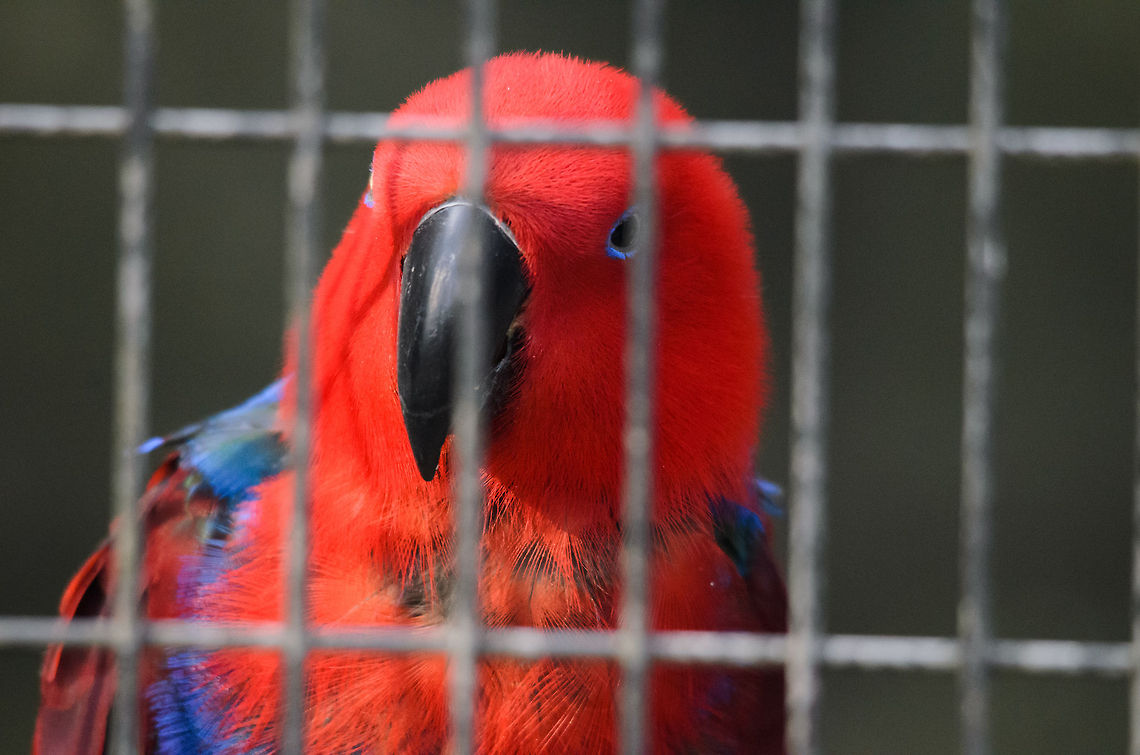 Eclectus Parrot Certainly not a great photo, but the first of this specie on JD. This parrot is strikingly beautiful to see in real life, so bright it is almost unreal. Eclectus Parrot,Eclectus roratus,Geotagged,Papegaaienpark VeldHoven,Parrot Park Veldhoven,The Netherlands,birds,parrot