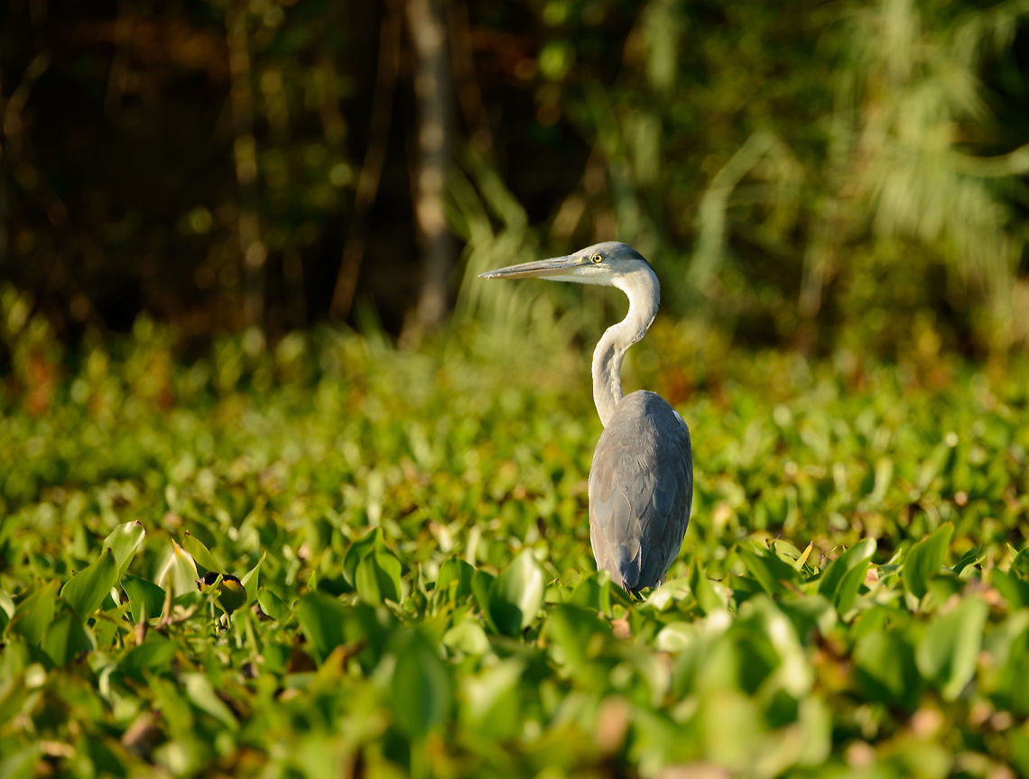 Grey heron, Ankarafantsika, Madagascar Taken from a boat. Africa,Ankarafantsika,Ardea cinerea,Geotagged,Grey heron,Madagascar,Madagascar North,Spring,World