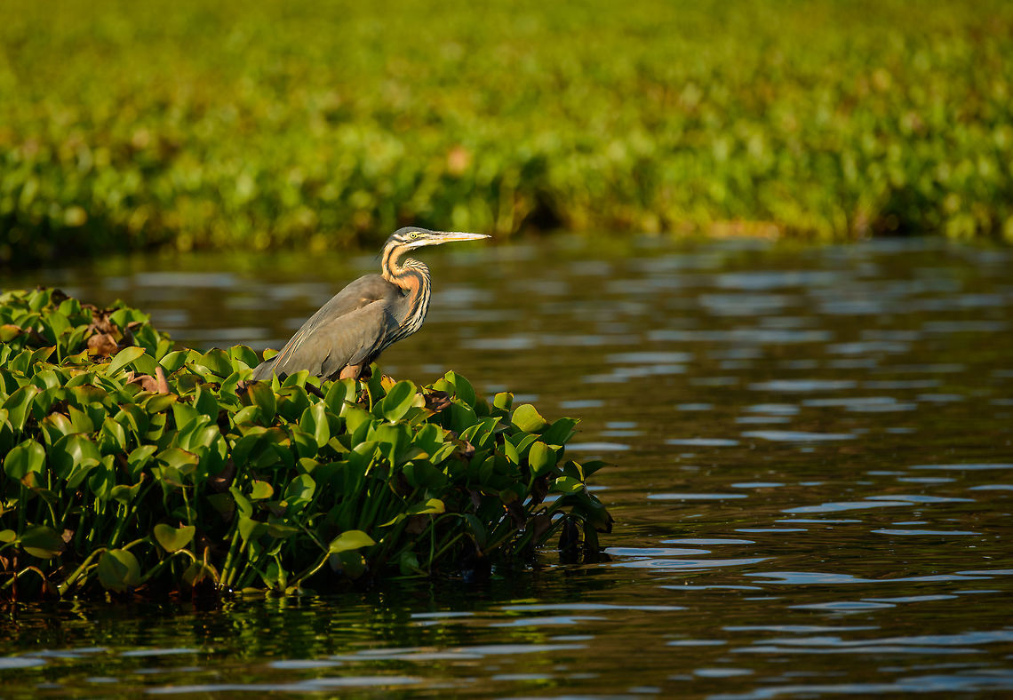Purple Heron in Ankarafantsika during sunset, Madagascar Taken from a boat. Africa,Ankarafantsika,Ardea purpurea,Geotagged,Madagascar,Madagascar North,Purple Heron,Spring,World