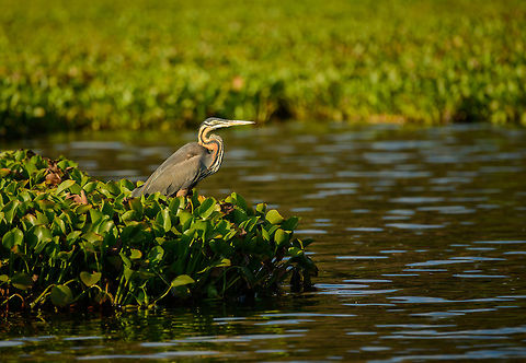 Purple Heron in Ankarafantsika during sunset, Madagascar Taken from a boat. Africa,Ankarafantsika,Ardea purpurea,Geotagged,Madagascar,Madagascar North,Purple Heron,Spring,World