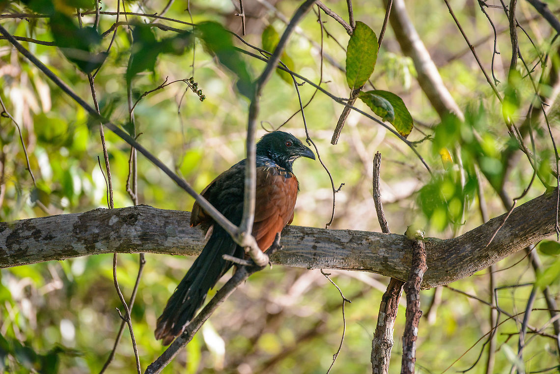 Malagasy Coucal, Ankarafantsika, Madagascar Found high up in a tree, overseeing a lake in Ankarafantsika NP. Africa,Ankarafantsika,Centropus toulou,Geotagged,Madagascar,Madagascar North,Malagasy coucal,Spring,World