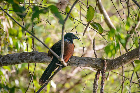 Malagasy Coucal, Ankarafantsika, Madagascar Found high up in a tree, overseeing a lake in Ankarafantsika NP. Africa,Ankarafantsika,Centropus toulou,Geotagged,Madagascar,Madagascar North,Malagasy coucal,Spring,World