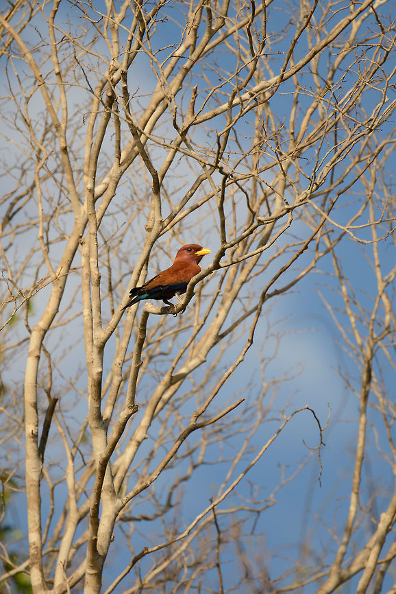 Broad-billed Roller overseeing lake, Ankarafantsika, Madagascar  Africa,Ankarafantsika,Cinnamon roller,Eurystomus glaucurus,Geotagged,Madagascar,Madagascar North,Spring,World