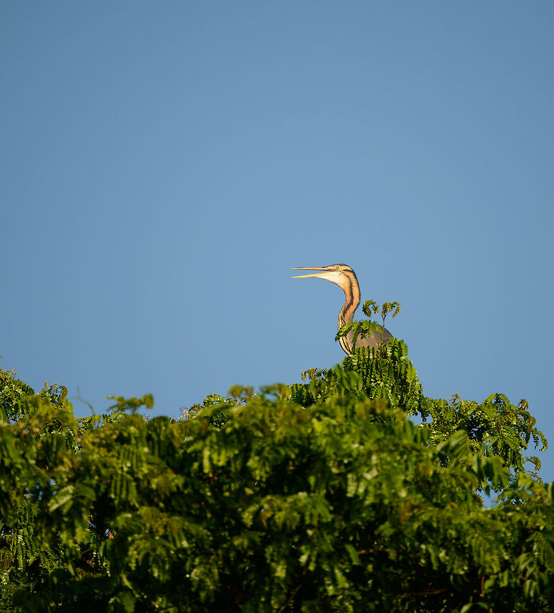 Purple Heron on top of highest tree, Ankarafantsika, Madagascar  Africa,Ankarafantsika,Ardea purpurea,Geotagged,Madagascar,Madagascar North,Purple Heron,Spring,World