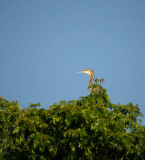 Purple Heron on top of highest tree, Ankarafantsika, Madagascar  Africa,Ankarafantsika,Ardea purpurea,Geotagged,Madagascar,Madagascar North,Purple Heron,Spring,World