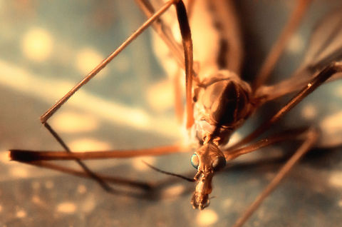 He no fly no more I usually don't like staging scenes but in this case our cat killed this mosquito, which gave me an opportunity to observe its appearance up close. Insects,Tipula oleracea,macro