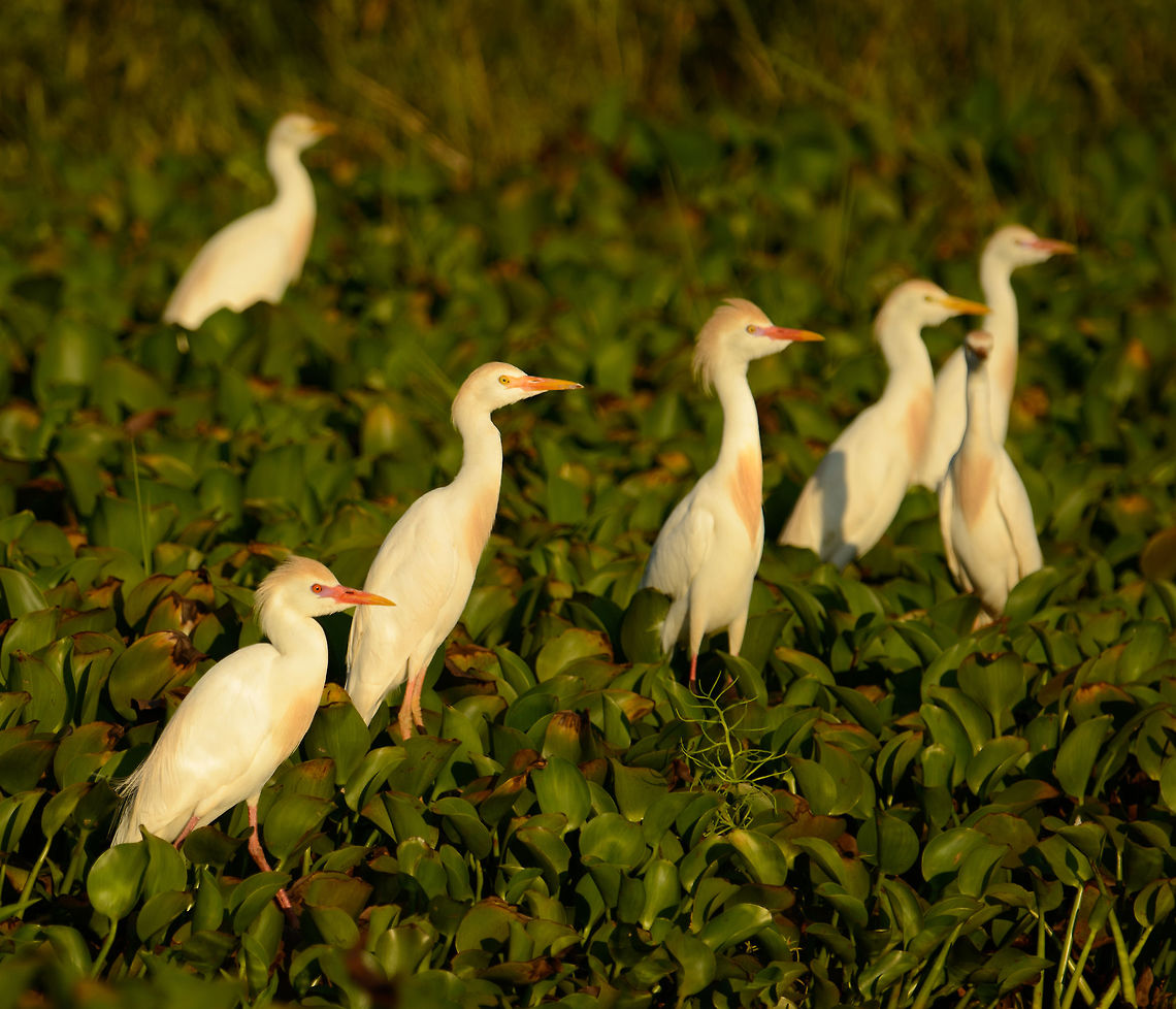 Cattle Egret during sunset, Ankarafantsika lake, Madagascar  Africa,Ankarafantsika,Bubulcus ibis,Cattle egret,Geotagged,Madagascar,Madagascar North,Spring,World