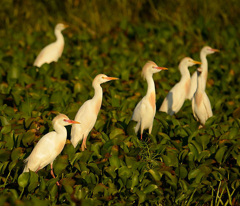 Cattle Egret during sunset, Ankarafantsika lake, Madagascar  Africa,Ankarafantsika,Bubulcus ibis,Cattle egret,Geotagged,Madagascar,Madagascar North,Spring,World