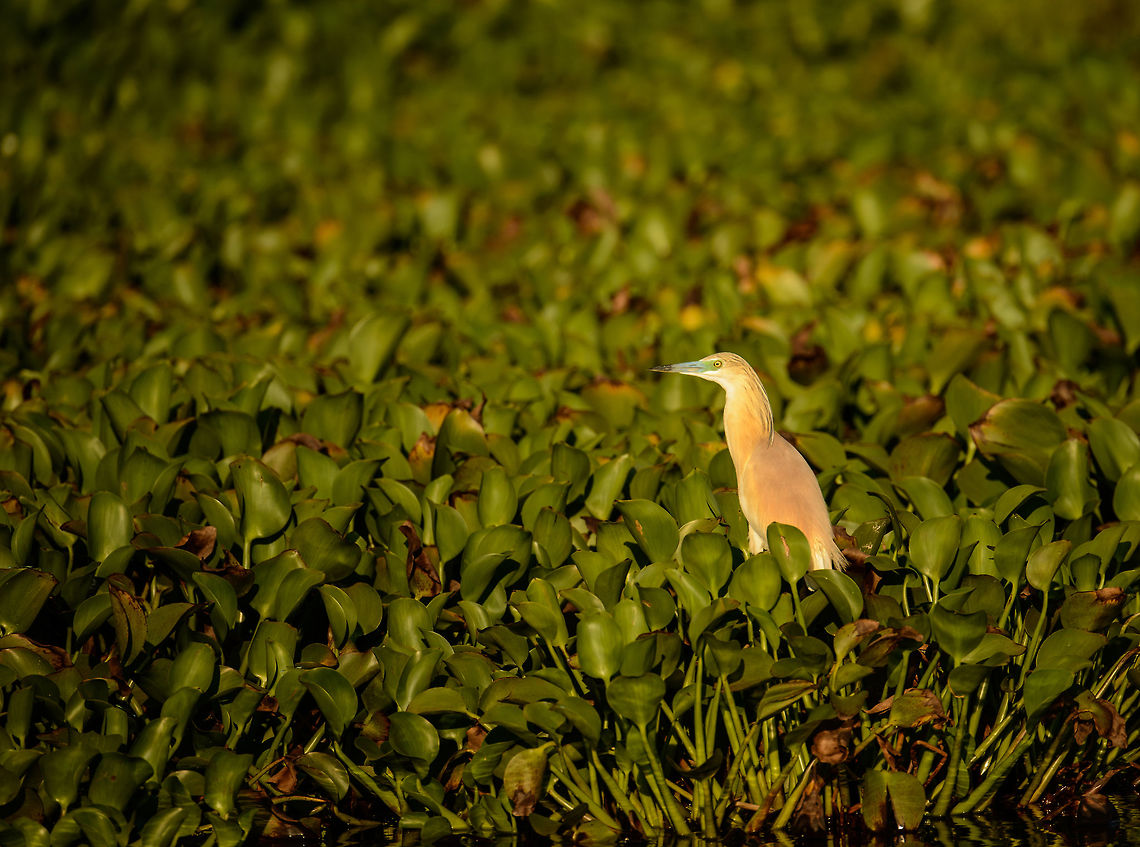 Malagasy Pond Heron during sunset, Ankarafantsika, Madagascar  Africa,Ankarafantsika,Ardeola idae,Geotagged,Madagascar,Madagascar North,Malagasy pond heron,Spring,World