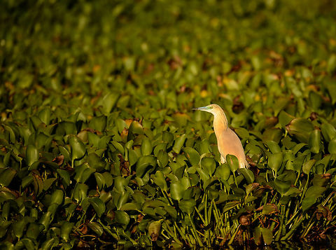 Malagasy Pond Heron during sunset, Ankarafantsika, Madagascar Africa,Ankarafantsika,Ardeola idae,Geotagged,Madagascar,Madagascar North,Malagasy pond heron,Spring,World