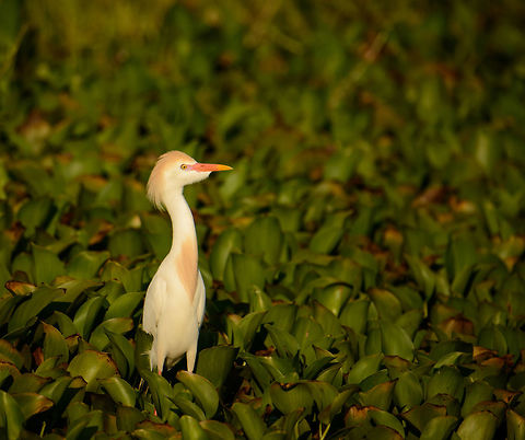 Cattle Egret during sunset - II, Ankarafantsika lake, Madagascar  Africa,Ankarafantsika,Bubulcus ibis,Cattle egret,Geotagged,Madagascar,Madagascar North,Spring,World