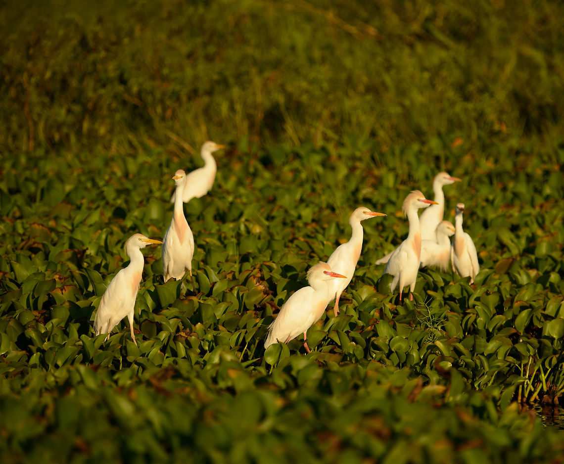 Cattle Egret during sunset - III, Ankarafantsika lake, Madagascar  Africa,Ankarafantsika,Bubulcus ibis,Cattle egret,Geotagged,Madagascar,Madagascar North,Spring,World