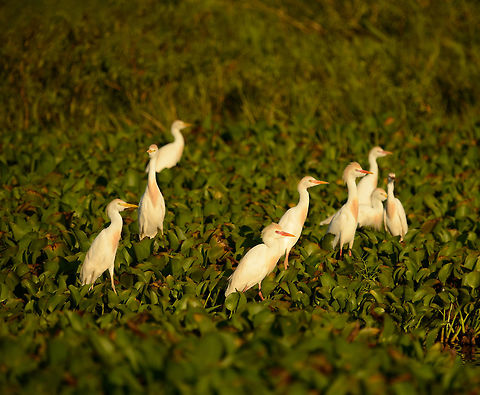 Cattle Egret during sunset - III, Ankarafantsika lake, Madagascar  Africa,Ankarafantsika,Bubulcus ibis,Cattle egret,Geotagged,Madagascar,Madagascar North,Spring,World