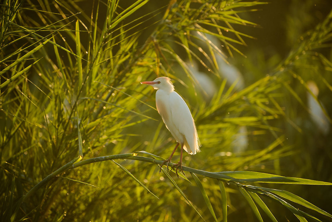 Cattle Egret in last rays of light, Ankarafantsika, Madagascar  Africa,Ankarafantsika,Bubulcus ibis,Cattle egret,Geotagged,Madagascar,Madagascar North,Spring,World