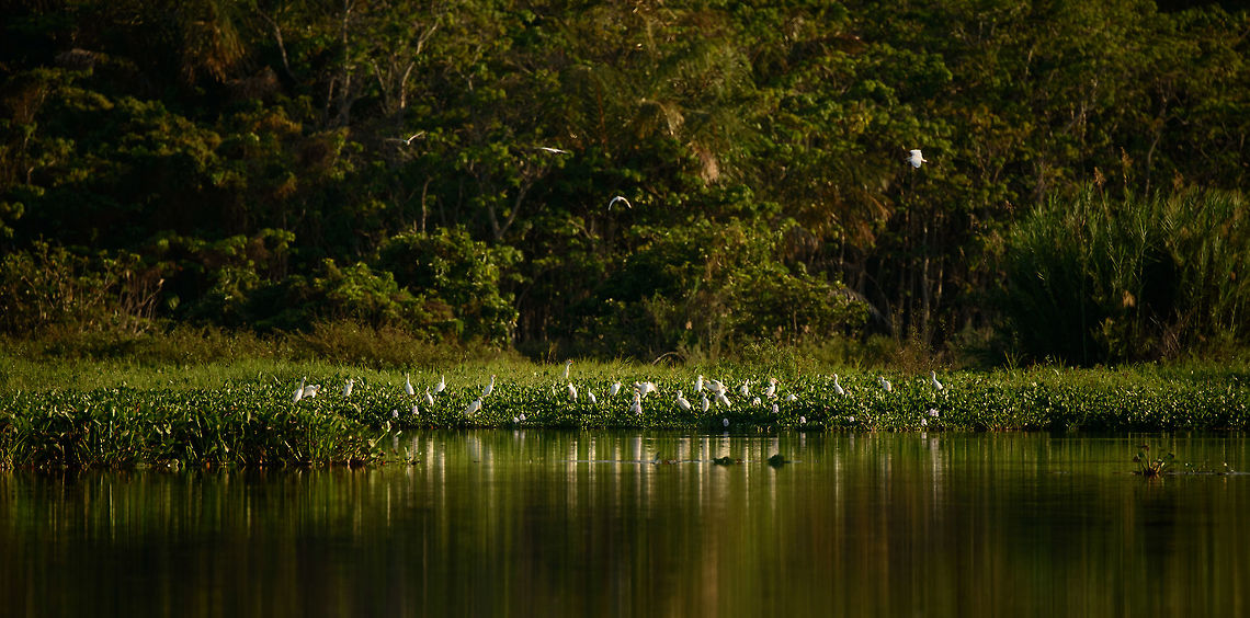 Cattle Egret gathering during sunset, Ankarafantsika, Madagascar Best enjoyed on a large widescreen. Africa,Ankarafantsika,Bubulcus ibis,Cattle egret,Geotagged,Madagascar,Madagascar North,Spring,World